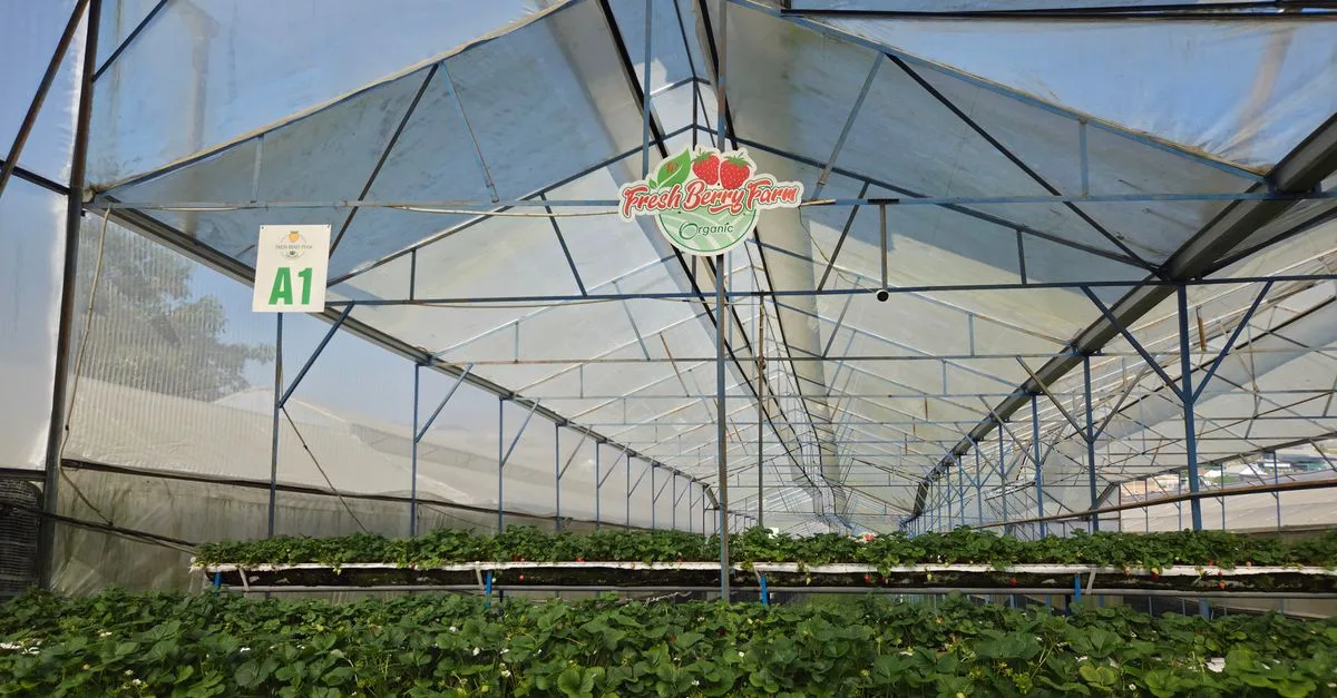 découvrez l'agriculture écologique innovante, une approche durable alliant technologie et respect de l'environnement pour cultiver autrement.