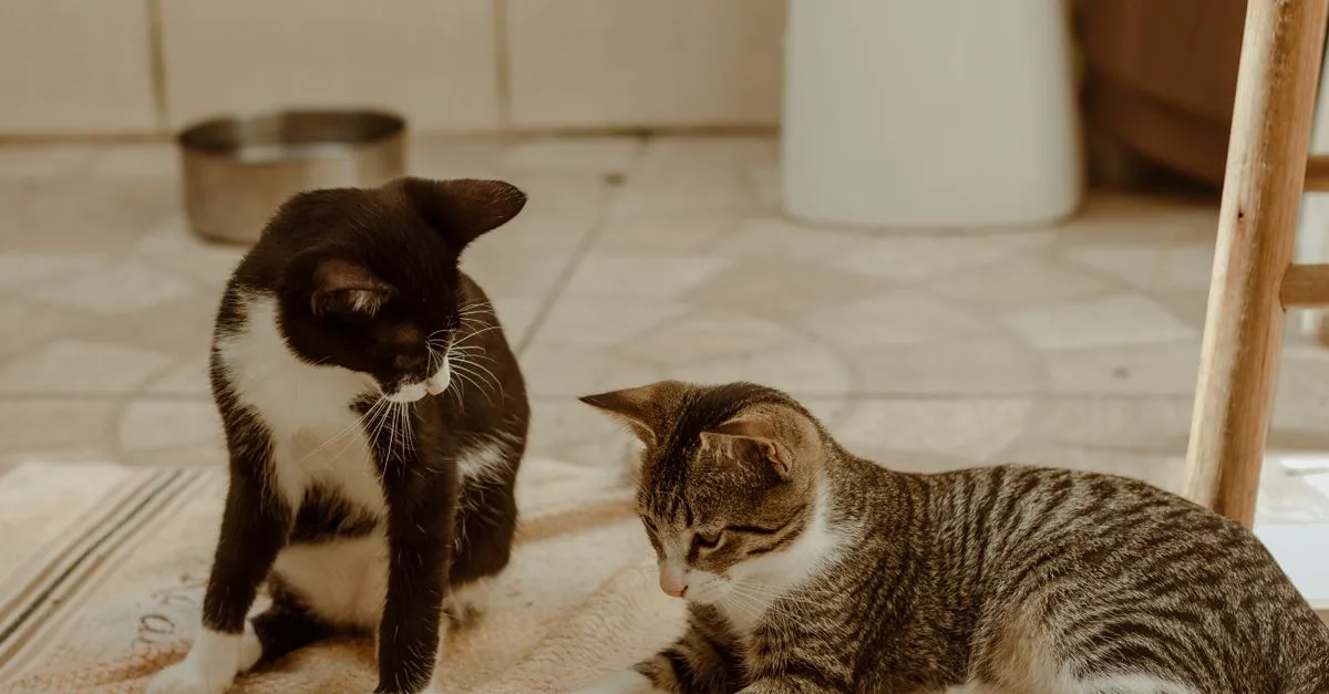 conseils pour une coexistence harmonieuse entre plusieurs chats : astuces et recommandations pour favoriser la paix et la convivialité à la maison.